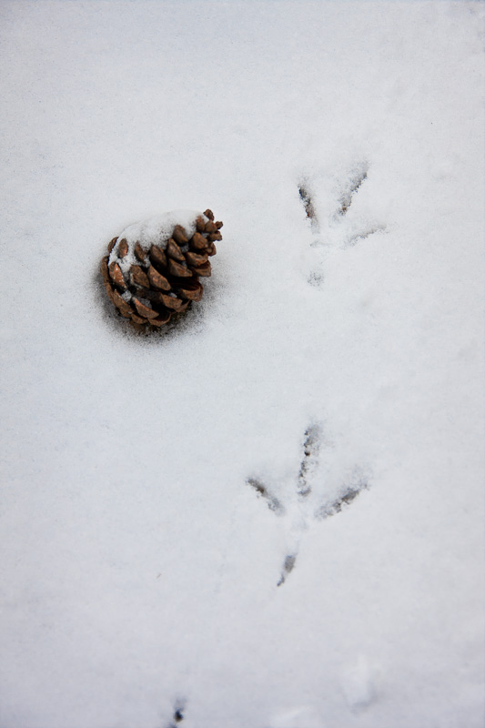 Traces