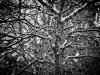 Nature in winter